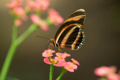 Taller de fotografía macro en Jardin Magico Butterfly Preserve