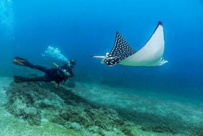 Submarinismo con un centro PADI de 5 estrellas en Puerto Vallarta