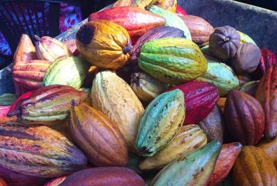 Tour a pie de chocolate y adoquines San Miguel De Allende