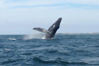 Avistamiento de ballenas y buceo en el Parque nacional de las Isl
