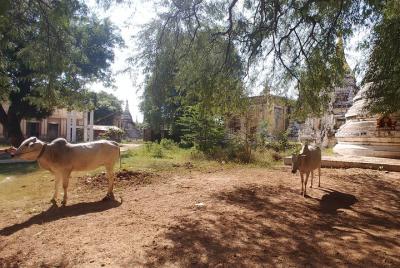 Traslado al aeropuerto, Paleik Snake Pagoda, un poco de Bagan y A