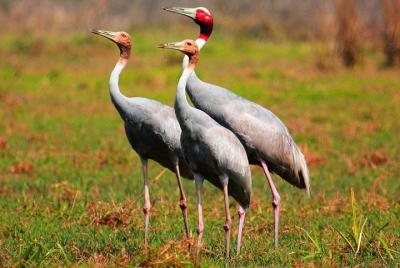 Tour de observación de aves de Myanmar