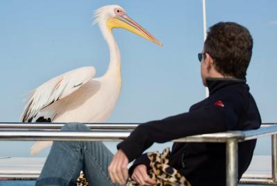 Crucero de focas marinas