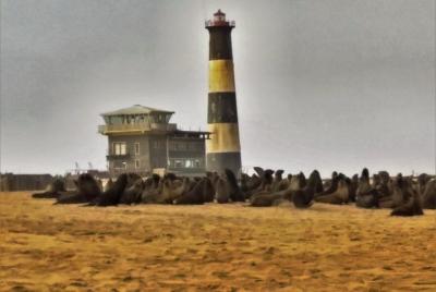 Colonia de focas de Pelican Point en Jen's Bookings