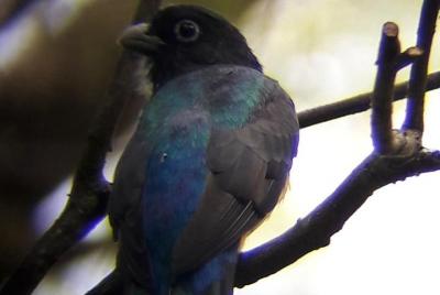 Observación de Aves Montibelli