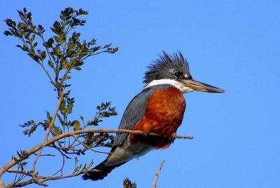 Tour de observación de aves