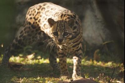 TOUR DEL PARQUE BOTÁNICO Jardin Encantado