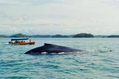 Excursión de avistamiento de ballenas y a las isla en el Golfo de
