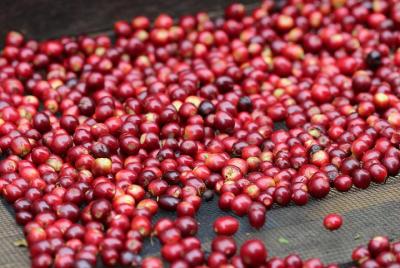 Specialty Coffee 101: historia, procesamiento, cata profesional y