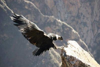 Excursión de día completo al Cañón del Colca desde Arequipa