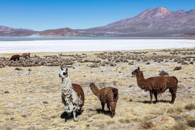 Excursión de un día para grupos pequeños a la laguna salada de Sa