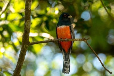 Tour de observación de aves en Asunción Tour de observación de aves en Asunción