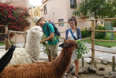 Recorrido por la ciudad de Arequipa en bus