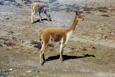 Colca Full Day Group Tour