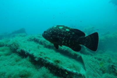 Exploración de naufragios Ricardo-18m (buzo certificado)