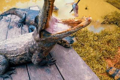 Maravillosa fauna en Iquitos (Tour Low Cost)