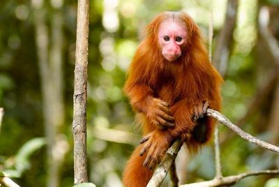 Reserva Nacional de Pacaya Samiria Guiada Privada Todo Incluido d