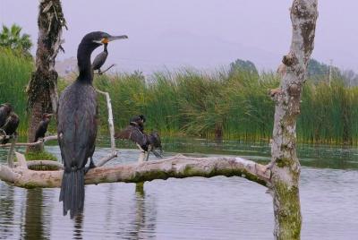 Tour de observación de aves y naturaleza en Lima - Pantanos de Vi