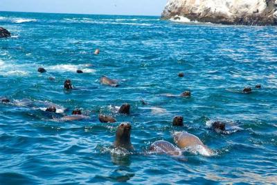 Nadar con leones marinos en la isla de Palomino