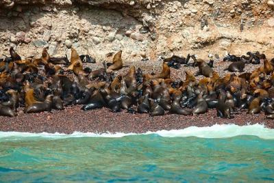 Excursión de 2 horas a las islas Ballestas