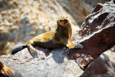 Tour a las Islas Ballestas