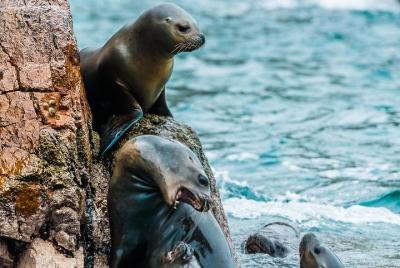 Islas Ballestas + Reserva Nacional de Paracas (Desde Paracas)