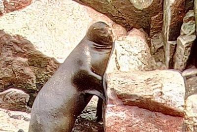 Excursión en grupo a las islas Ballestas desde Paracas