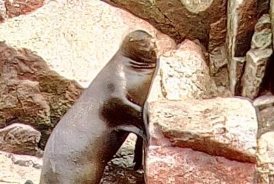  Excursión para grupos a las Islas Ballestas desde el puerto de S