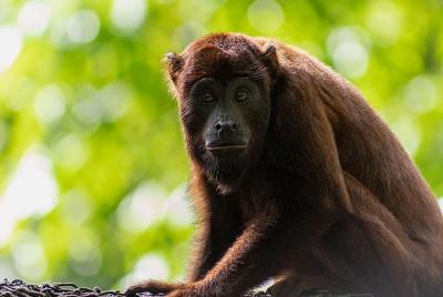 Amazon Shelter And Local Farm