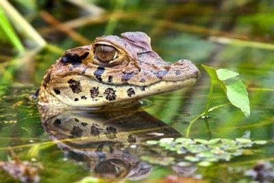 Tambopata y Lago Sandoval 3 días y 2 noches