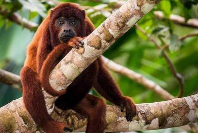 Lago Sandoval de lujo y vista a la torre