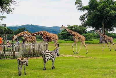 Coron Busuanga Calauit Safari Tour con Black Island (Privado)