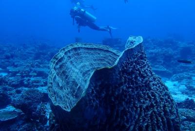 Boracay Descubre el buceo