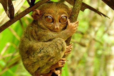 Tour de campo en Bohol con almuerzo Tour de campo en Bohol con almuerzo