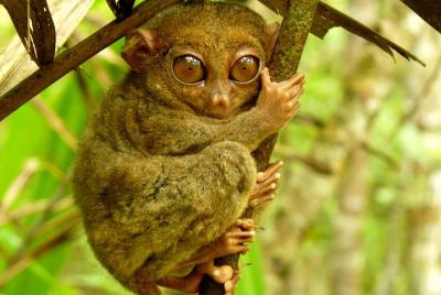 Excursión cultural de un día al campo (excursión privada) Excursión cultural de un día al campo (excursión privada)