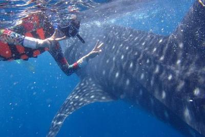 Cebu Whaleshark Journeys Cebu Whaleshark Journeys