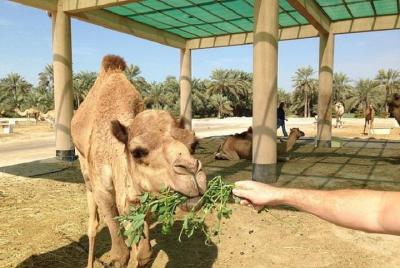 Sitios antiguos y nuevos de Bahrein Sitios antiguos y nuevos de Bahrein