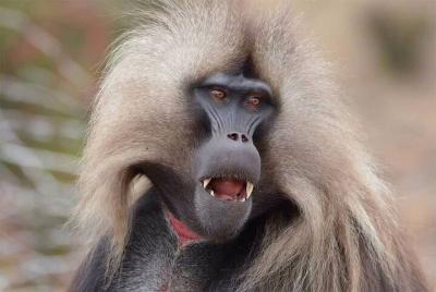 Excursión de un día desde Addis Abeba Ver Monasterio histórico, N