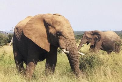 Safari económico de 1 día en Kruger desde Maputo