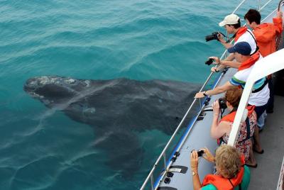 Safari de los 5 grandes del océano, desde Ciudad del Cabo Safari de los 5 grandes del océano, desde Ciudad del Cabo