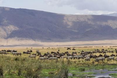 Excursión de un día al cráter del Ngorongoro