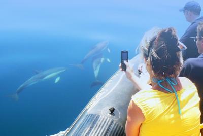 Avistamiento de delfines y recorrido en cueva desde Albufeira