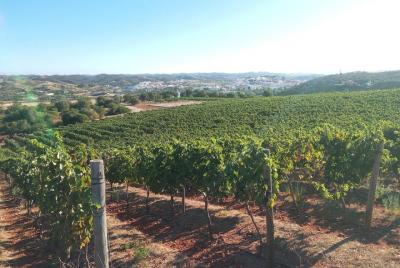 Algarve Wine Tour en Lagoa y Silves con almuerzo