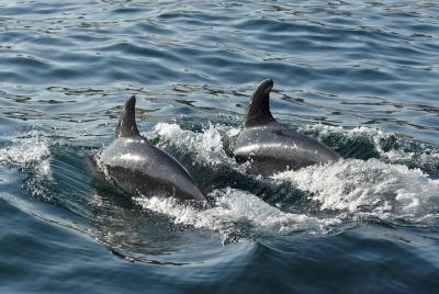 Cuevas de Benagil y observación de delfines - 2,5 h