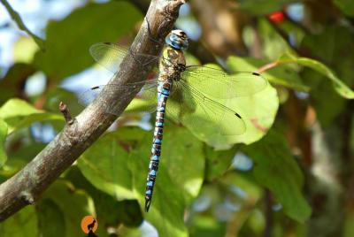 Al descubrimiento de la Naturaleza en Coimbra