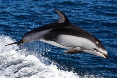 Avistamiento de delfines + 4 islas Tour - Desde Faro Avistamiento de delfines + 4 islas Tour - Desde Faro
