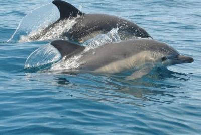 2 horas de observación de delfines en lancha rápida 2 horas de observación de delfines en lancha rápida