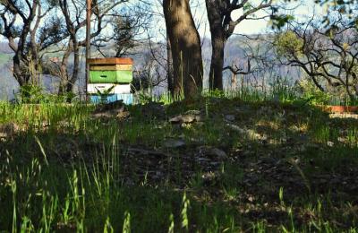 La gira de hacer miel