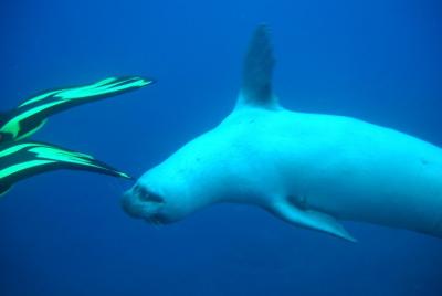 Buceo En La Reserva De Garajau