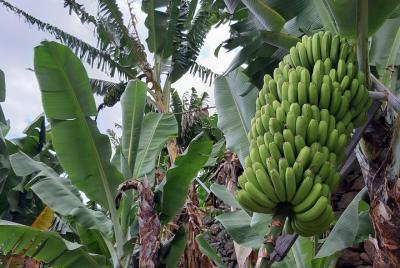 Tour privado de Banana Farm desde Funchal